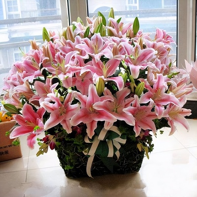 养在室内的花