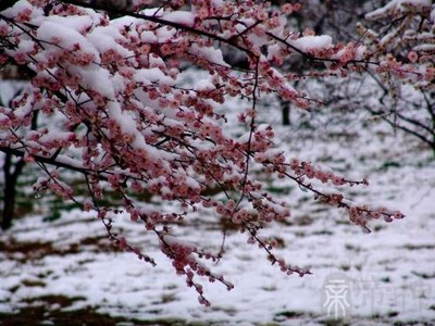 春天下雪了说说怎么写