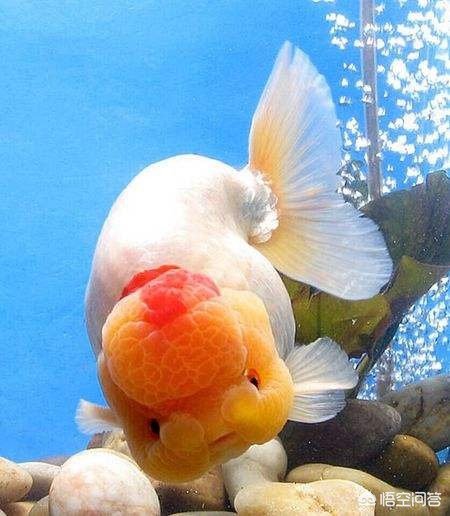金鱼怎么怀孕