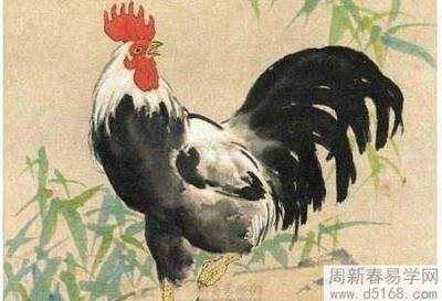 1969年属鸡是什么命男