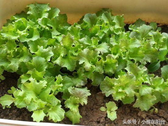 阳台种菜如何施肥