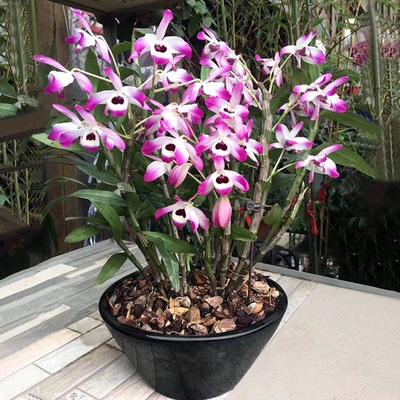 室内种植什么赚钱