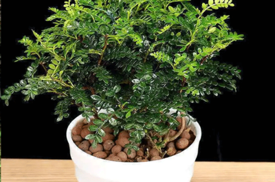 清香木能放在卧室吗