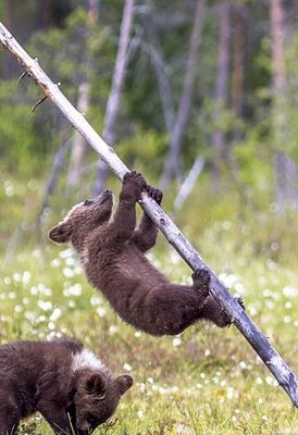 熊会爬树吗