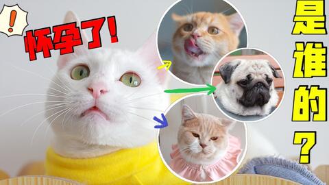 怀孕的猫会吐吗