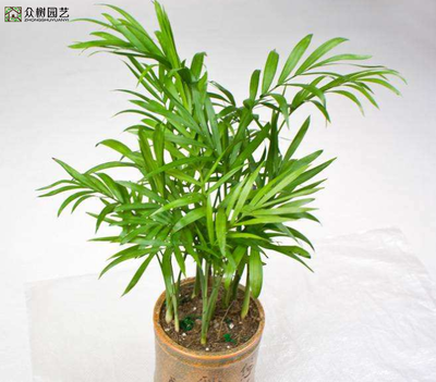 文竹放在卧室好吗
