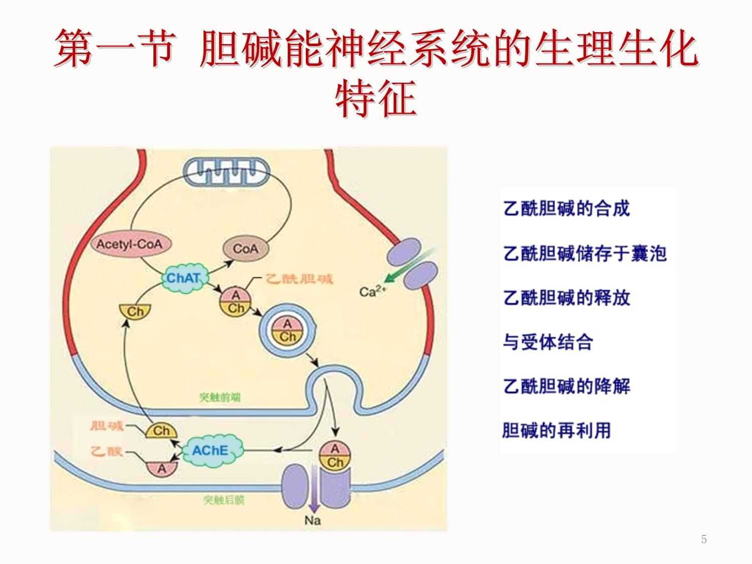 胆碱的功效与作用