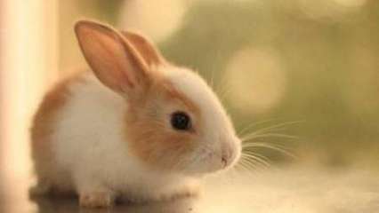 属兔人的婚姻