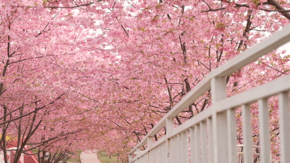 樱花花季