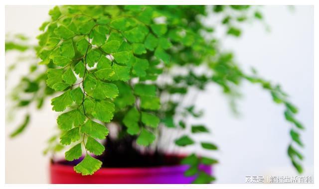 铁线蕨的寓意