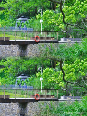 深圳哪里有竹笋挖