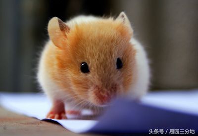 鼠宝宝好不好