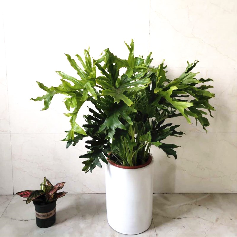 适合养在卫生间的植物