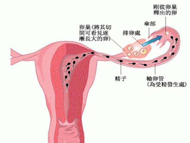 怀孕后会排卵期出血吗