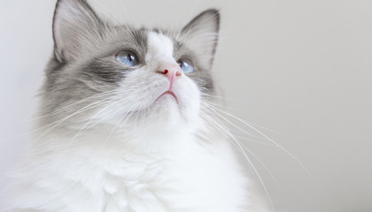梦见一只怀孕的猫