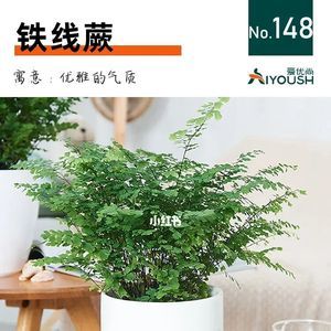 铁线蕨的寓意