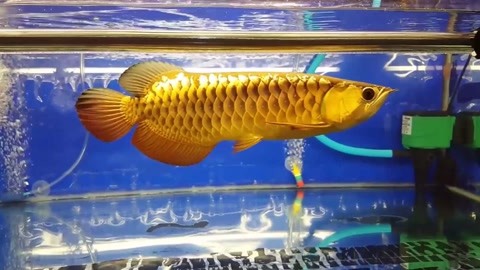 陽新縣興國鎮(zhèn)龍陽水族店（陽新縣興國鎮(zhèn)龍陽水族店電話） 全國水族館企業(yè)名錄