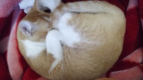 孕妇梦见养猫