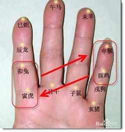 守代表什么生肖