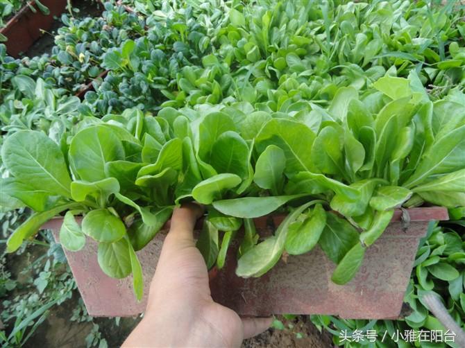 阳台种菜如何施肥