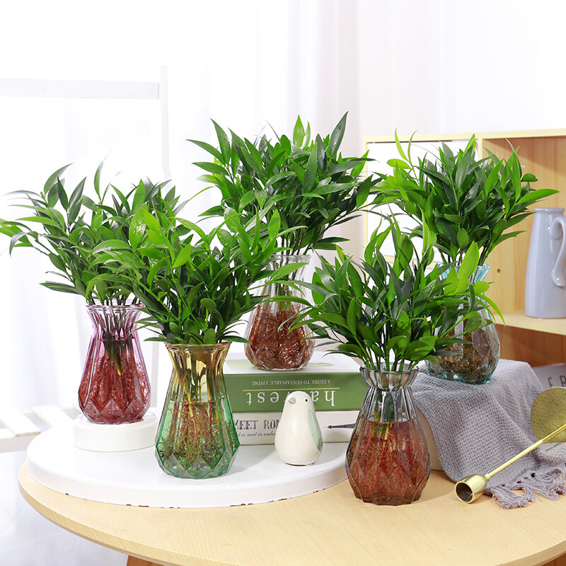 室内水养植物