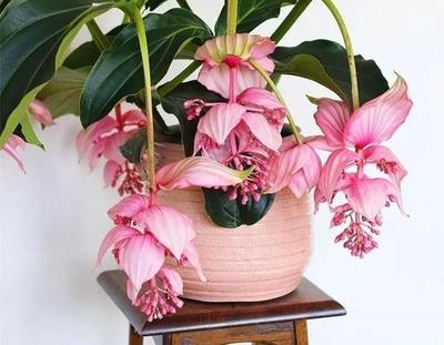 室内种植什么赚钱