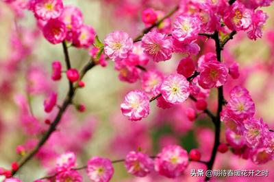 春暖花开的寓意是什么