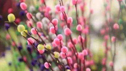 蓓蕾的寓意
