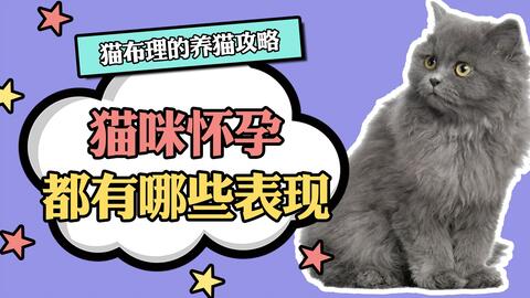 怀孕初期可以养猫吗