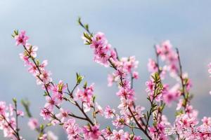八字桃花命书