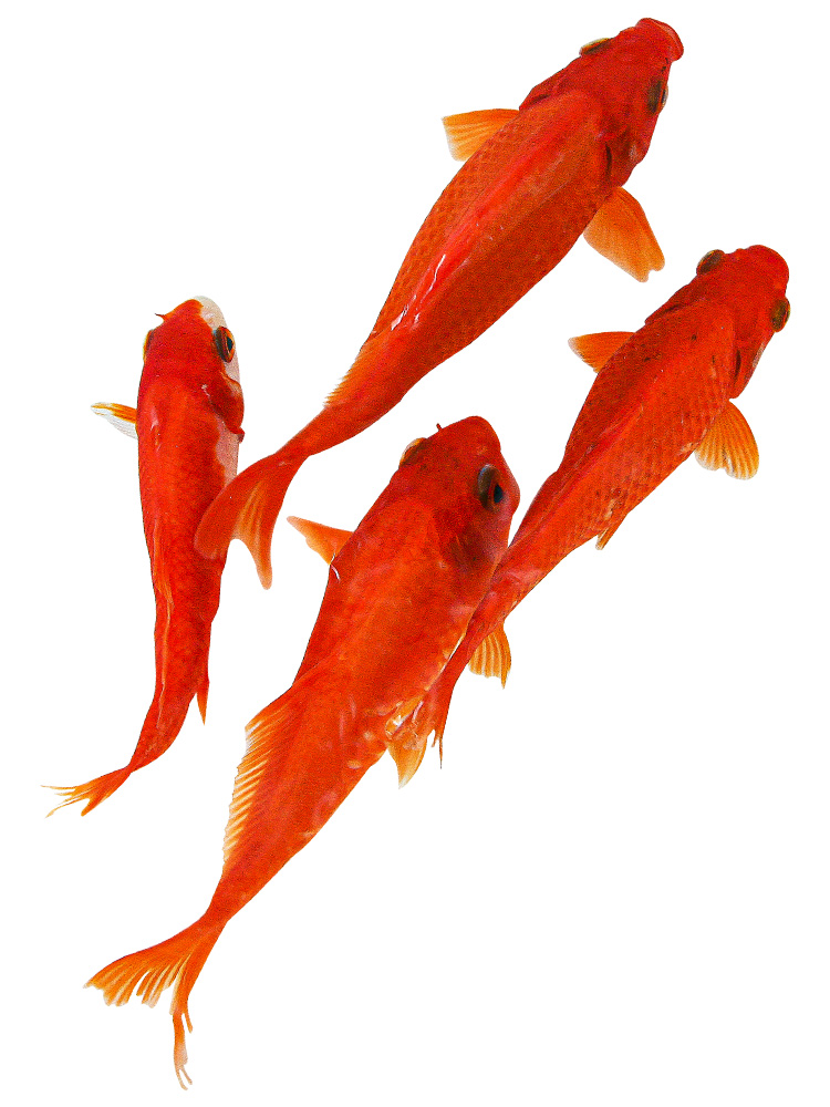 红长尾草金鱼怎么养