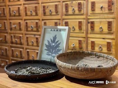 国家级非遗蕲春艾灸疗法亮相莫斯科
