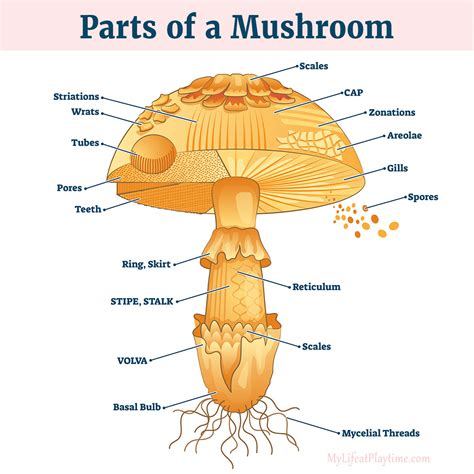 mushroom的来历