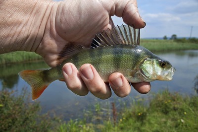 家里魚缸風(fēng)水?dāng)[放哪個位置最好呢 