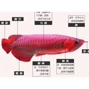 洛陽哪里賣魚缸多（洛陽哪里賣魚缸多一點） 其他品牌魚缸