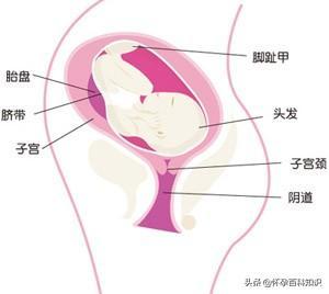 孕32周胎儿离宫颈口多少正常吗