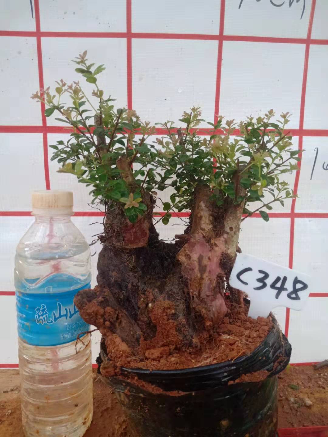 盆景树桩劈开怎么处理