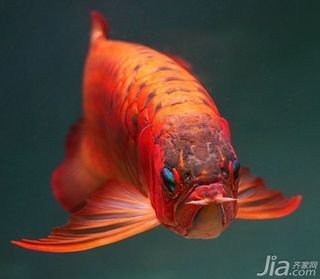 南昌縣象湖聚寶盆水族館店（南昌縣象湖聚寶盆水族館店電話號碼）