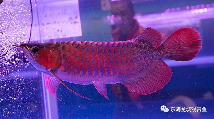 肇慶高新區(qū)藝景水族館（肇慶高新區(qū)藝景水族館地址）