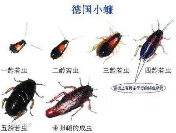 北方蟑螂和南方蟑螂为什么差距这么大呀(北方蟑螂的适应策略)