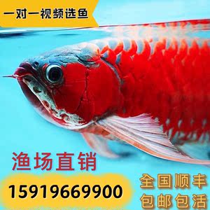 魚缸石頭和石頭怎么粘（魚缸石頭和石頭怎么粘在一起）