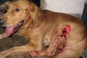 做梦被狗咬腿