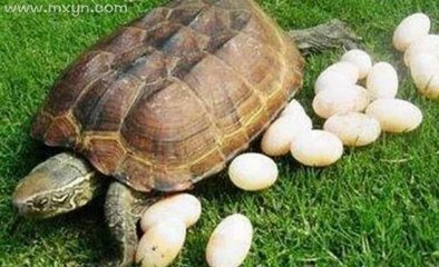梦见自己捉到一只鳖