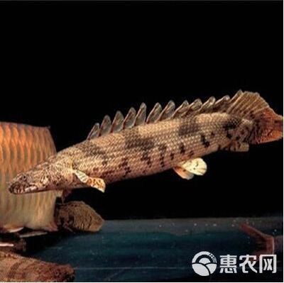 成品魚缸底部開孔視頻教程大全（成品魚缸底部開孔視頻教程大全圖片）