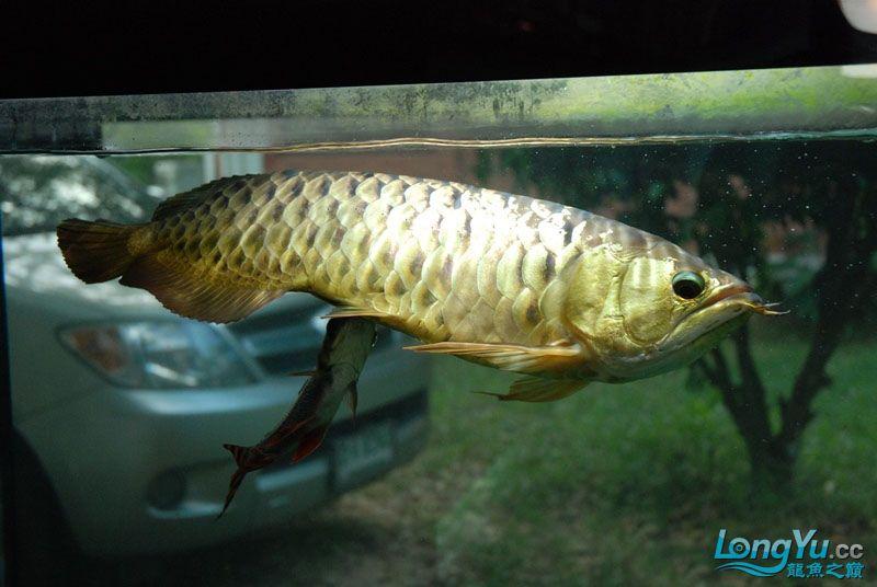 蘭壽魚缸背景圖片超清大圖（蘭壽魚缸背景圖片超清大圖大全） 祥龍水族醫(yī)院