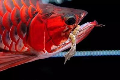 菏澤市牡丹區(qū)李泳水族館