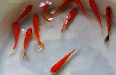 銀龍魚一個月長多少厘米正常：銀龍魚一個月內(nèi)能長多少？ 水族問答