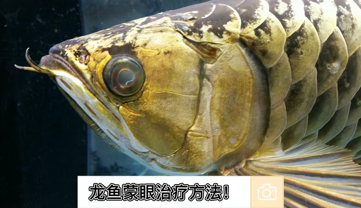 紅龍魚(yú)喂什么上色好看圖片大全集（紅龍魚(yú)喂什么上色好看圖片大全集視頻）