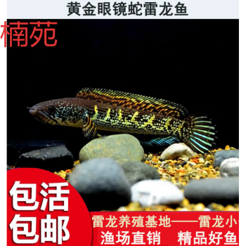 紅龍魚缸寬度多少合適(龍魚缸高度多少合適) 狗仔（招財(cái)貓)魚苗