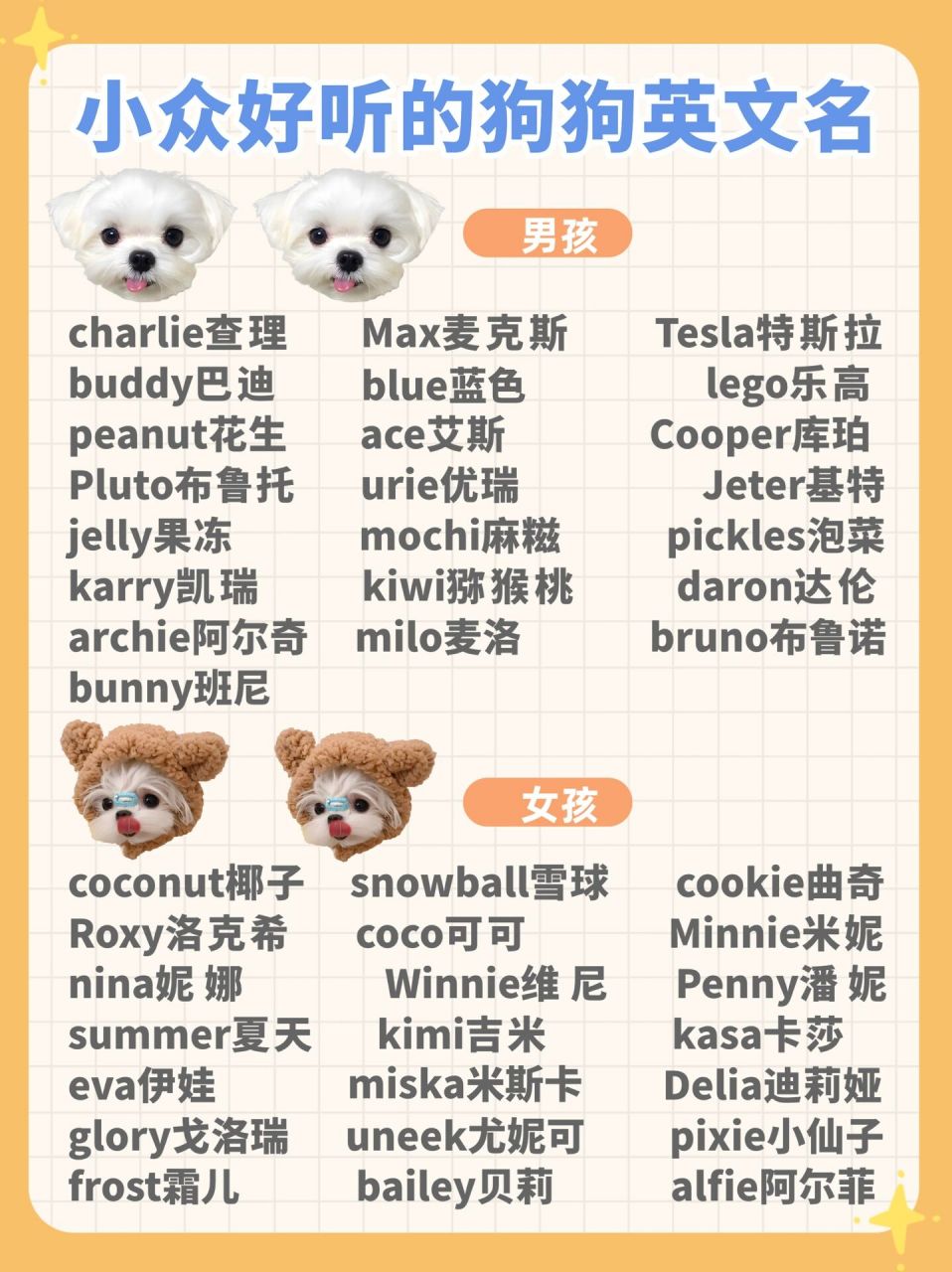 cookie英文名什么意思
